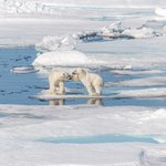 Znikają arktyczne jeziora. To ogromne zagrożenie dla ekosystemu
