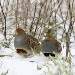 Znikają z polskiego krajobrazu. Ich populacja drastycznie spadła 