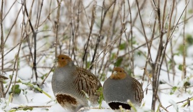 Znikają z polskiego krajobrazu. Ich populacja drastycznie spadła 