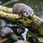 Znikają z rzek w Europie. To oznacza coś bardzo złego