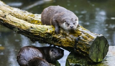 Znikają z rzek w Europie. To oznacza coś bardzo złego