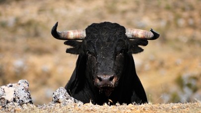 Zniknęły pojemniki z nasieniem byków. Policja prosi o pomoc