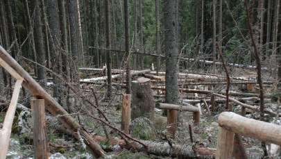 Zniszczenia po halnym w rejonie Morskiego Oka