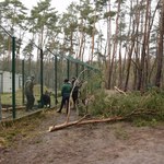 Zniszczenia w ogrodzie zoologicznym w Poznaniu. Nowe Zoo zamknięte
