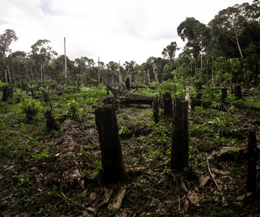 Zniszczenie Amazonii może kosztować Brazylię 184 mld dolarów. Bank Światowy ostrzega przed skutkami
