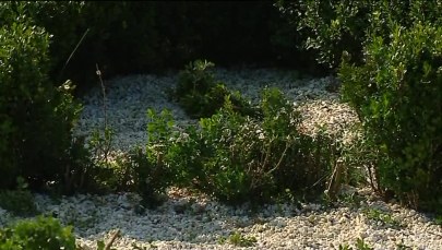 Zniszczona gwiazda Dawida