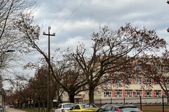 Zniszczone drzewa przy ul. Socjalnej w Łodzi 