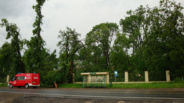Zniszczone drzewa w parku przy pałacu w Śmiłowicach koło Nowego Brzeska /Tomek /Gorąca Linia RMF FM
