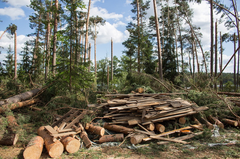 Zniszczone lasy po przejściu nawałnicy, zdj. ilustracyjne /Jan Dzban /PAP
