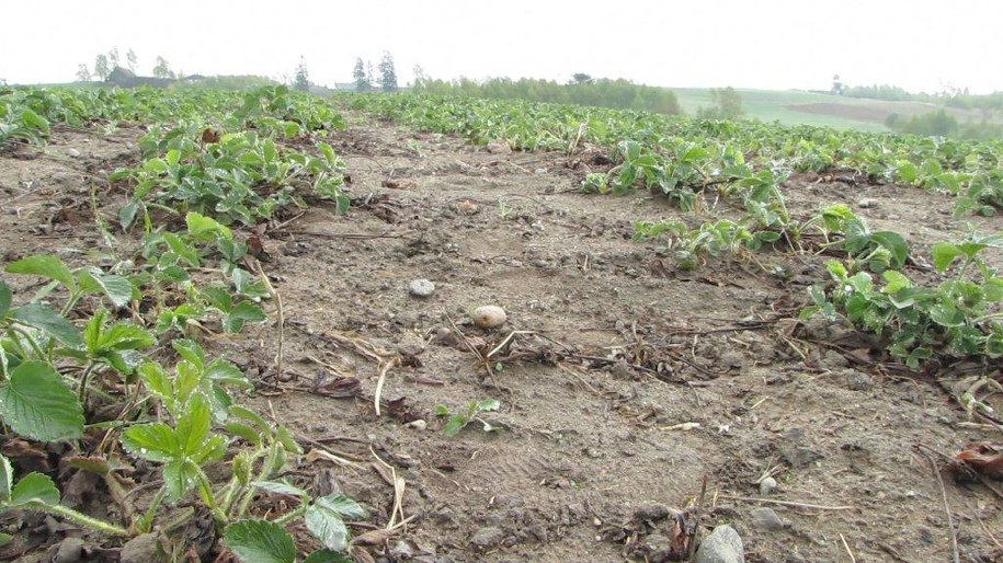 Zniszczone uprawy truskawek &nbsp; /Dariusz Proniewicz /RMF FM