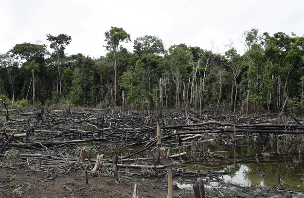 Zniszczony las deszczowy w Kolumbii. Zdjęcie z 2022 roku. /Mauricio Duenas Castaneda /PAP/EPA