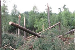 Zniszczony las po przejściu trąby powietrznej