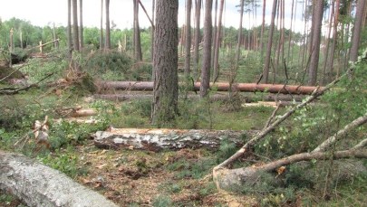 Zniszczony las po przejściu trąby powietrznej