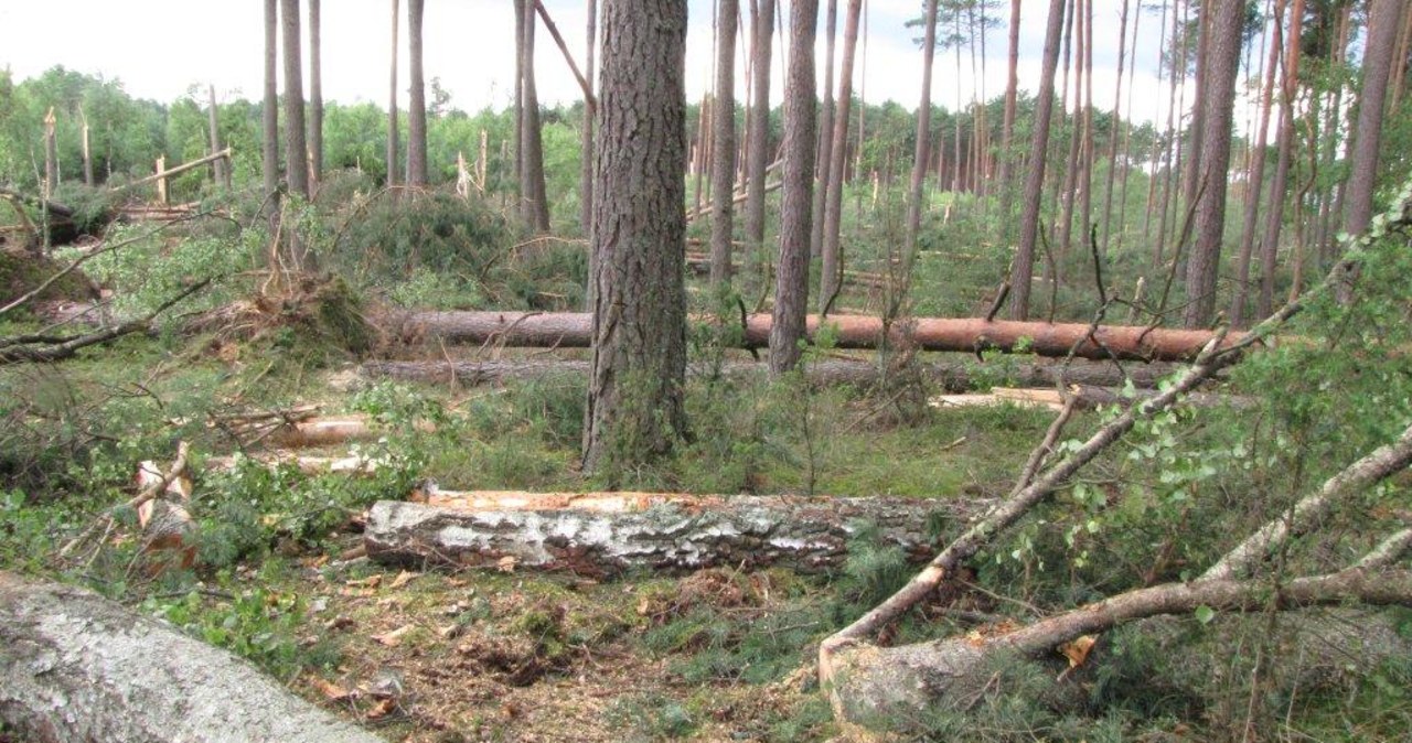 Zniszczony las po przejściu trąby powietrznej