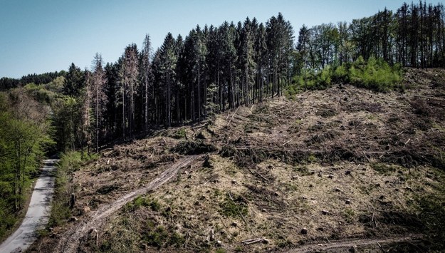 Zniszczony las w Radevormwald /Sascha Steinbach /PAP/EPA