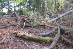 Zniszczony las w rejonie Kuźni Raciborskiej