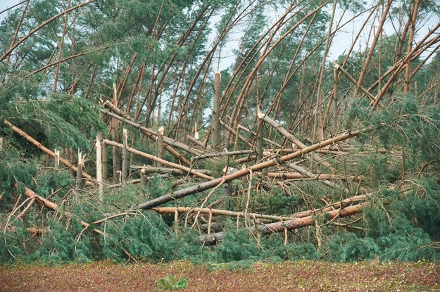 Zniszczony przez nawałnicę las i droga w Suszku /Dominik Kulaszewicz /PAP