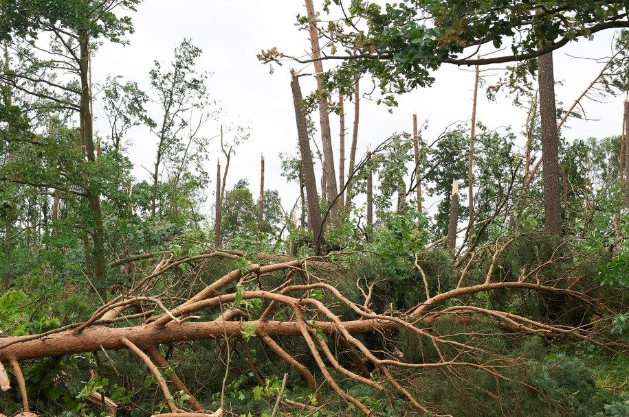 Zniszczony przez nawałnicę las i droga w Suszku /Dominik Kulaszewicz /PAP