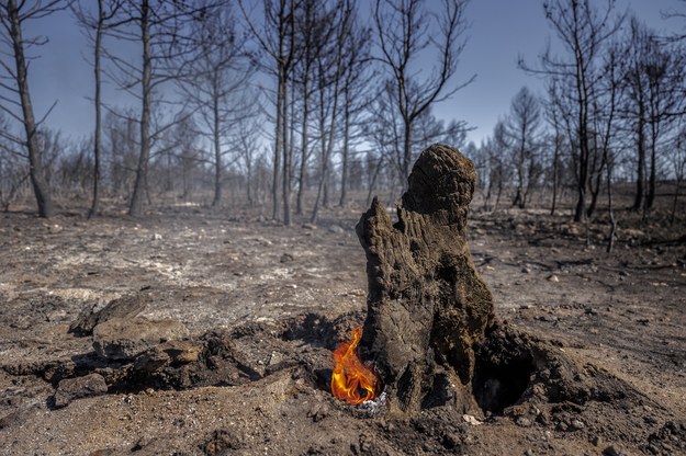 Zniszczony przez ogień las w Walencji /EPA/Biel AliĂ±o /PAP