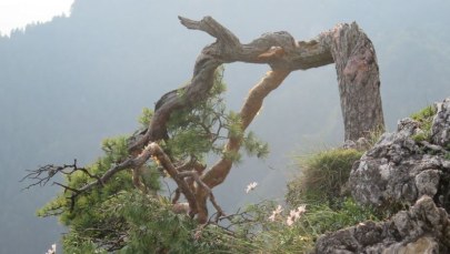 Zniszczony symbol Pienin. Złamany pęd sosny zostanie zakonserwowany