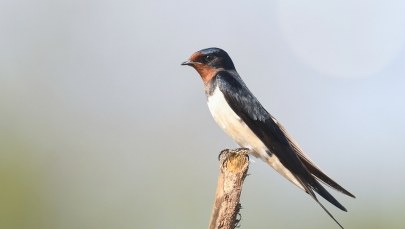Zniszczył gniazdo jaskółek. Odpowie przed sądem