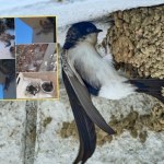 Zniszczyli gniazda jaskółcze. Wśród zatrzymanych skarbnik PiS-u