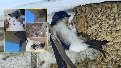 Zniszczyli gniazda jaskółcze. Wśród zatrzymanych skarbnik PiS-u