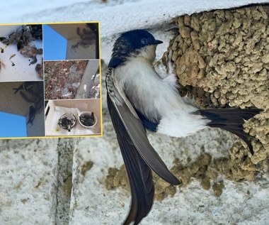 Zniszczyli gniazda jaskółcze. Wśród zatrzymanych skarbnik PiS-u