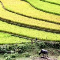 Ryżowe żniwa w Wietnamie