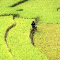 Ryżowe żniwa w Wietnamie