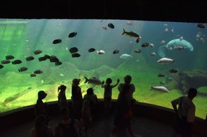 Znów można nocować w Afrykarium we Wrocławiu. Cena może zaskoczyć