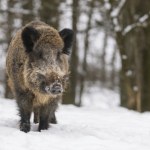 Znów planują krwawą politykę w Polsce. Płacą 650 zł za samicę 