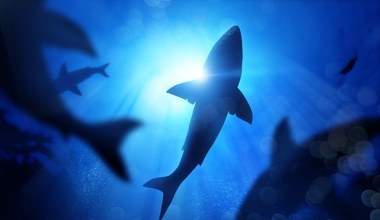 Znów pojawiły się w popularnym kurorcie. Wielu Polaków jeździ tam zimą