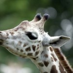 Znów smutne wieści z poznańskiego zoo. Podano przyczynę śmierci żyrafy