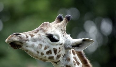 Znów smutne wieści z poznańskiego zoo. Podano przyczynę śmierci żyrafy