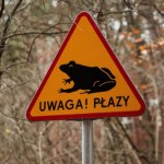 Znów trzeba ratować płazy. Polacy ruszyli na pomoc