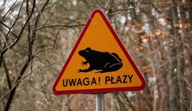 Znów trzeba ratować płazy. Polacy ruszyli na pomoc