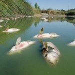 Znowu śnięte ryby w Kanale Gliwickim. Kiedy to się skończy?