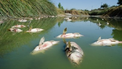 Znowu śnięte ryby w Kanale Gliwickim. Kiedy to się skończy?