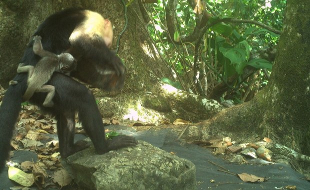 Znudzone małpy-porywacze. Przestępczy proceder szokuje