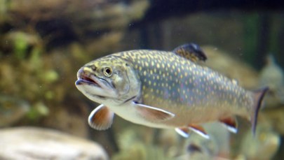 Zobacz arapaimę - największą rybę słodkowodną świata 