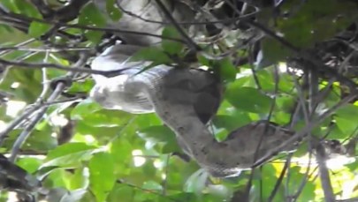 Zobacz, jak boa dusiciel pożarł małpę