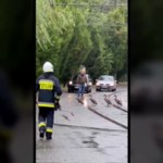 "Zobacz jak ładnie, po pasach". Łabędzie wstrzymały ruch w polskim mieście