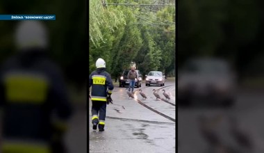 "Zobacz jak ładnie, po pasach". Łabędzie wstrzymały ruch w polskim mieście