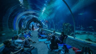 ​Zobacz, jak podkradają się lwy