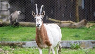 Zobacz "jednorożca" na żywo. Wielka atrakcja w łódzkim zoo