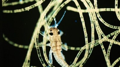 Zobacz "Mikroświat" w Centrum Nauki Kopernik