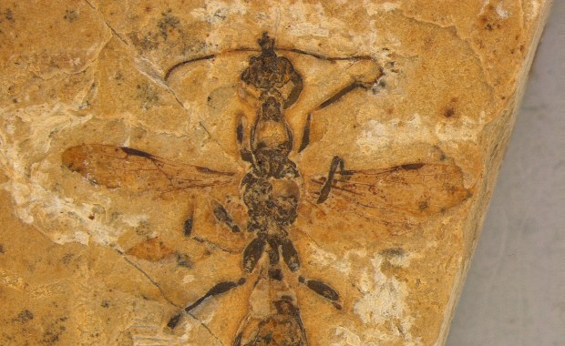 Zobacz najstarszą mrówkę. Odkryto ją... w muzeum