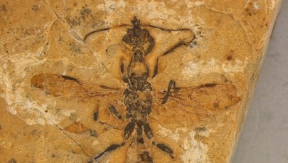 Zobacz najstarszą mrówkę. Odkryto ją... w muzeum