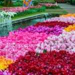 Zobacz największy ogród świata. Jedź na Festiwal Tulipanów i ciesz się wiosną